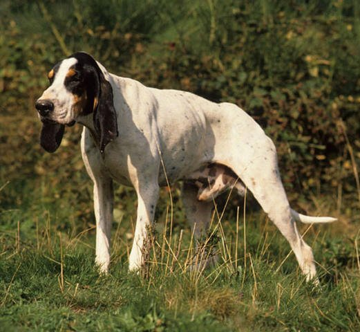 Большая гасконско - сентонжская гончая, описание породы собак