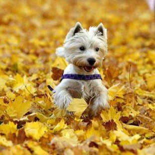 уход за собакой осенью, осень и собака, собака осенью, гулять осенью с собакой