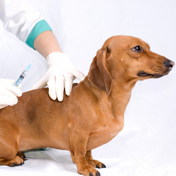 прививки для собак, прививки от бешенства, какие делать прививки собакам, где делать прививки, прививки щенкам, 