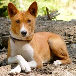 Басенджи, описание породы собак