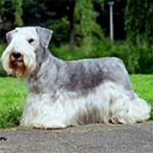 Чешский терьер, описание породы собак