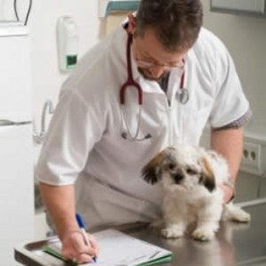 Бронхопневмония у собак, болезни собак, симптомы Бронхопневмонии у собак, как лечить Бронхопневмонию у собак