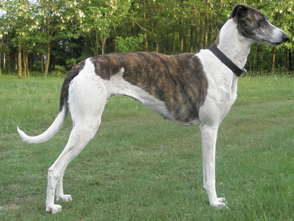 Мадьяр-агар, описание породы собак