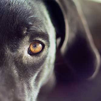 зрение собак, как видят собаки, ка устроен глаз собак, глаза собаки, как смотрят собаки