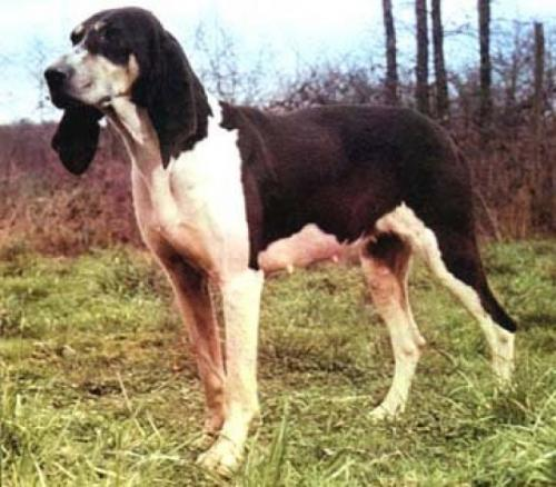 Левеск, описание породы собак