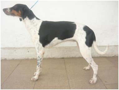 Растреадор бразилейру, описание породы собак