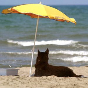 Пляжи для собак в Санкт-Петербурге, пляжи для собак, финляндия, хельсинки