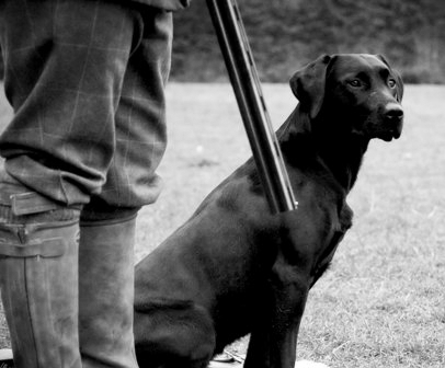 Оружие, знания и хорошая собака – три составляющих охоты, охота с собакой, оружие для охоты