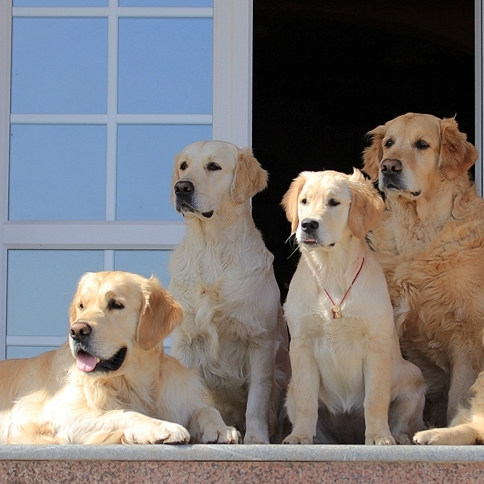 выбор собаки, собаки для квартиры, золотистый ретривер, золотистый ретривер в квартире