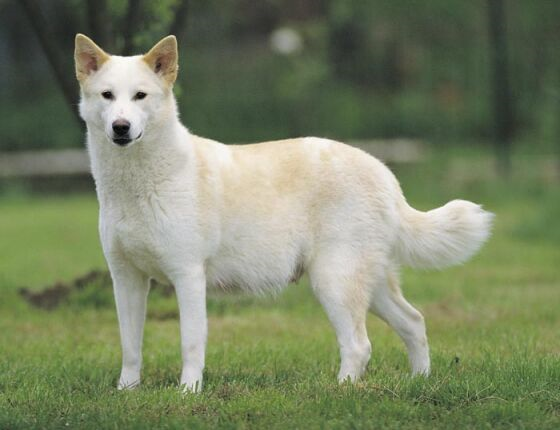 Канаанская собака, описание породы собак
