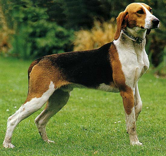 Большая англо-французская гончая, описание породы собак