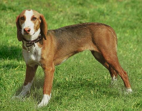 Вестфальский таксообразный бракк, описание породы собак