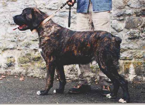 Бельгийский мастиф, описание породы собаки, описание собаки, характеристики собаки, внешний вид, как выглядит, как собака, порода