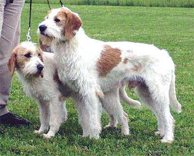 Истрийская гончая, описание породы собак