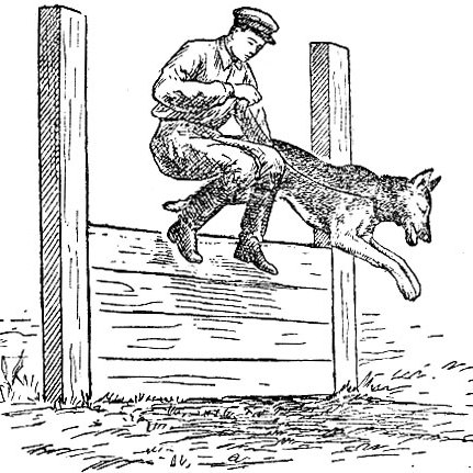 Как приучить собаку преодолевать препятствия, команда барьер, дрессировка собак