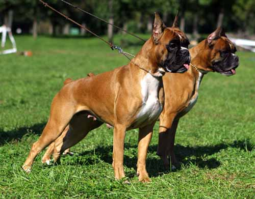 Собака немецкий боксер, немецкий боксер немецкий боксер порода собаки, короткое описание собаки боксера