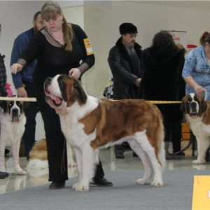 Международная выставка собак, УРАЛЬСКИЕ ЗОРИ – 2012, выставка собак город Челябинск
