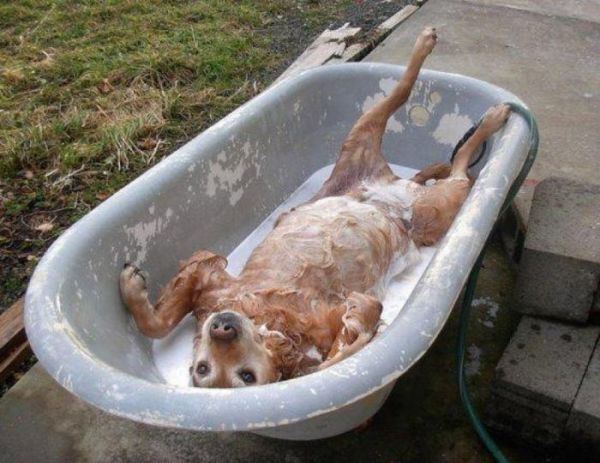 мыть собаку, купать собаку, как часто, период, мыть после зимы