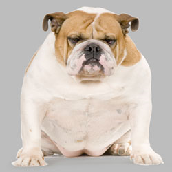 Ожирение у собак, толстая собака, проблемы,