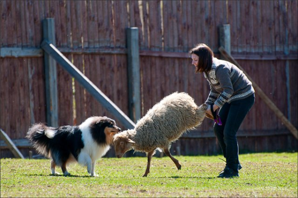 Семинар и тестирование собак на наличие пастушьего инстинкта