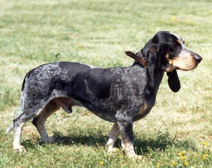 Голубой гасконский бассет, описание породы собак