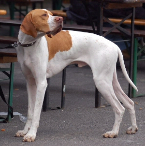 Пойнтер – верный друг и охотник, описание породы, порода собак