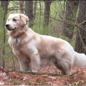 Золотистый ретривер, описание породы Золотистый ретривер, собака, породы собак