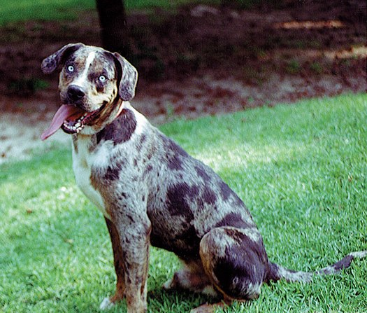 Леопардовая собака Катахулы, описание породы собак