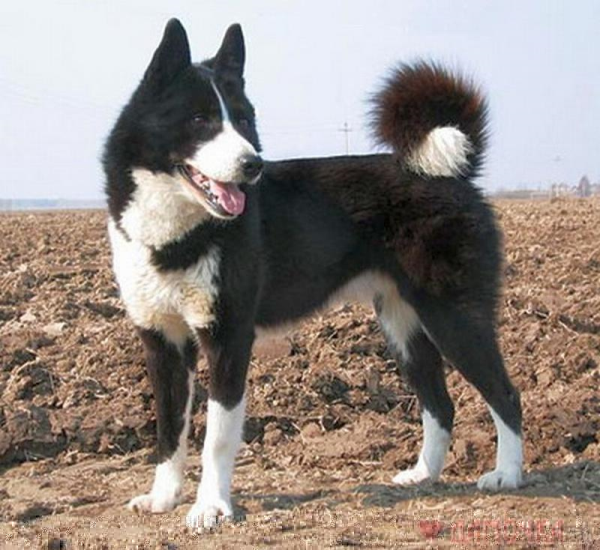 Западно-сибирская лайка, описание породы собаки, описание собаки, характеристики собаки, внешний вид, как выглядит, как собака, порода
