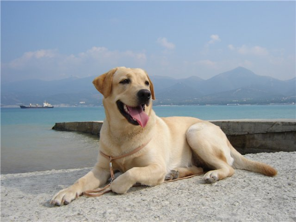 лабрадор, порода лабрадор, порода собак лабрадор, преданная собака, самая популярная собака, история породы лабрадор