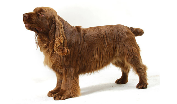 Суссекс-спаниель, описание породы собак