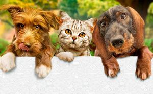 Социальная сеть для животных, для собак, сайт про собак