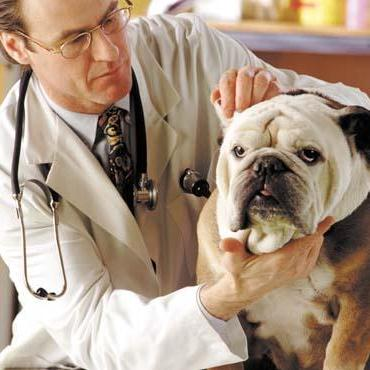 Собаки, Лечение, Ветеринария, Туберкулез, Животные
