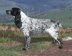 Русский охотничий спаниель, описание породы собаки, описание собаки, характеристики собаки, внешний вид, как выглядит, как собака, порода