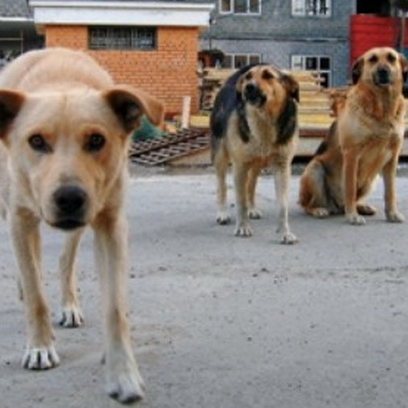 бездомные животные, бродячие собаки