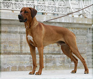 Риджбек, описание породы собак