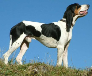 Швейцарская юрская гончая, описание породы собак