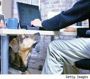 собака в офисе, собака на работе, собака и стресс, Рэндольф Баркер
