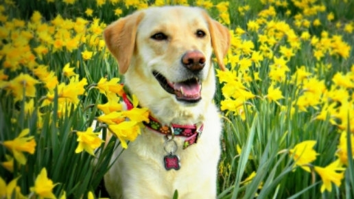 собаки, отравления собак, лилии, вред цветов, токсичность, питомцы, здоровье собак