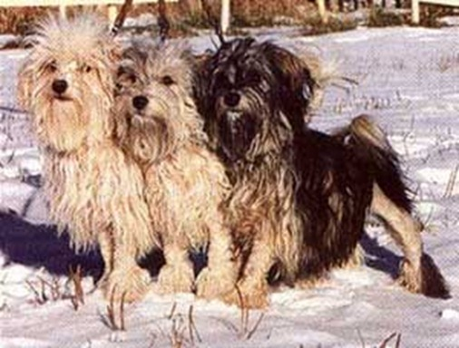 Львинная собака, описание породы собаки, описание собаки, характеристики собаки, внешний вид, как выглядит, как собака, порода