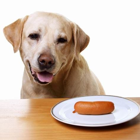 Чем могут отравиться собаки, кормить собак, еда