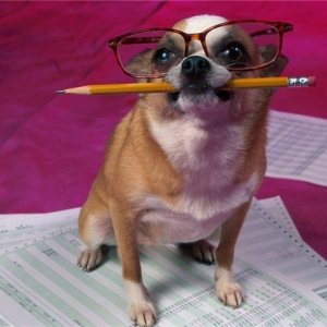 самые умные собаки, топ 10 самых умных собак, умные породы собак, умные собаки, рейтинг