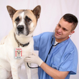 глисты, глистов, собаки, лечения, глисты у собаки, как лечить, здоровье, симптомы