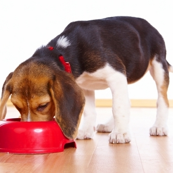Состав и питательная ценность кормов для собак, про корм собак, витамины в кормах для собакх