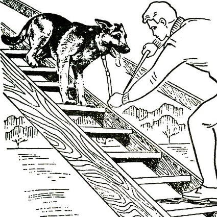 Как приучить собаку преодолевать лестницу, дрессировка собак, преодоление барьера