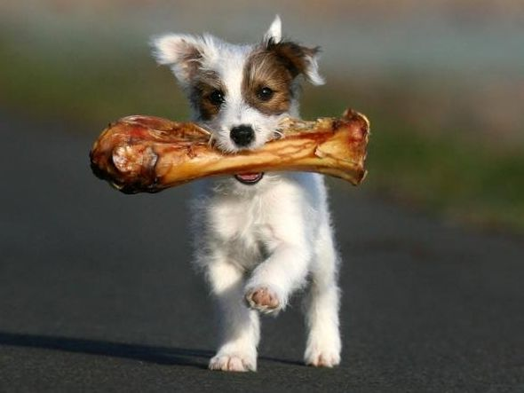 питание собак, питание щенков, свежее мясо для собак, витамины для собак, зелень для собак, отварное мясо, сырое мясо