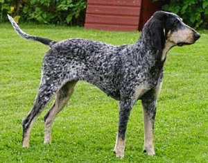 Большая голубая гасконская гончая, описание породы собак
