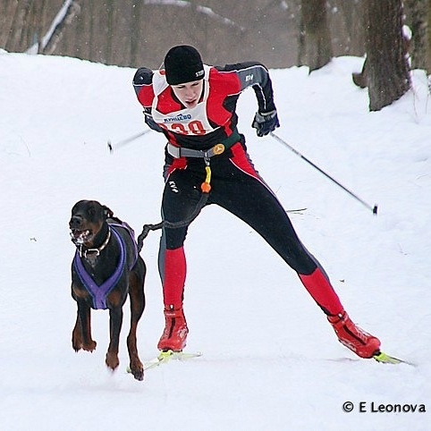 Скиджоринг, езда на лыжах с собакой, спорт с собакой, виды спорта, зима, собака