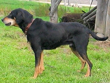 Латвийская гончая, описание породы собак