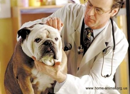 Чума у собак, болезни собак, признаки чумы у собак, как лечить чуму о собак